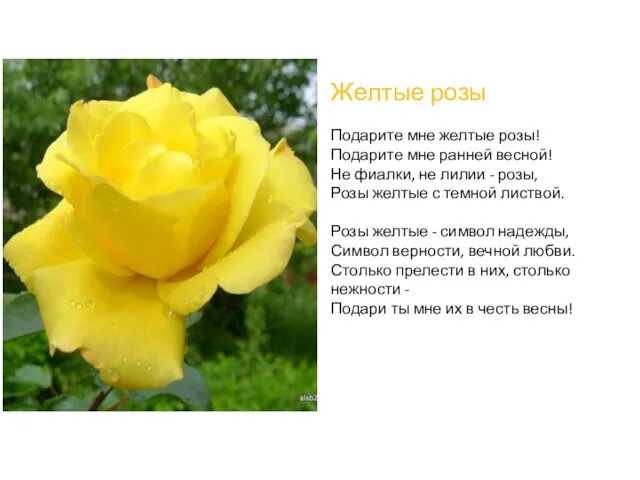 Желтые розы Подарите мне желтые розы! Подарите мне ранней весной! Не фиалки, не