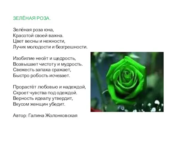 ЗЕЛЁНАЯ РОЗА. Зелёная роза юна, Красотой своей важна. Цвет весны и нежности, Лучик