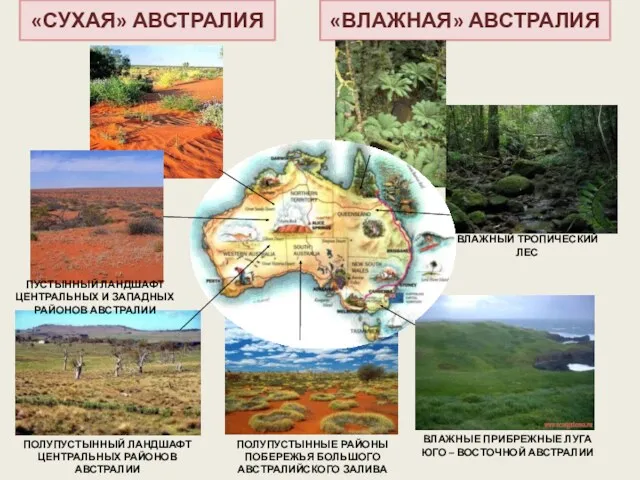 ВЛАЖНЫЙ ТРОПИЧЕСКИЙ ЛЕС ВЛАЖНЫЕ ПРИБРЕЖНЫЕ ЛУГА ЮГО – ВОСТОЧНОЙ АВСТРАЛИИ