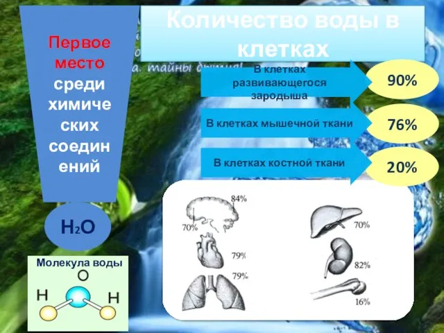 Количество воды в клетках В организме человека Молекула воды 90%