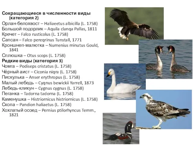 Сокращающиеся в численности виды (категория 2) Орлан-белохвост – Haliaeetus albicilla