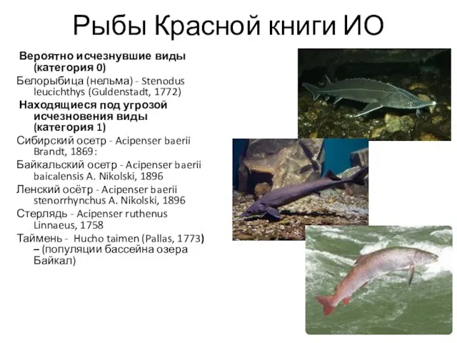 Рыбы Красной книги ИО Вероятно исчезнувшие виды (категория 0) Белорыбица