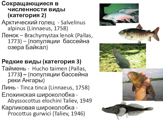 Сокращающиеся в численности виды (категория 2) Арктический голец - Salvelinus