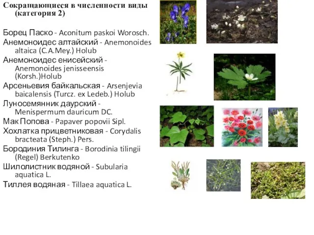 Сокращающиеся в численности виды (категория 2) Борец Паско - Aconitum