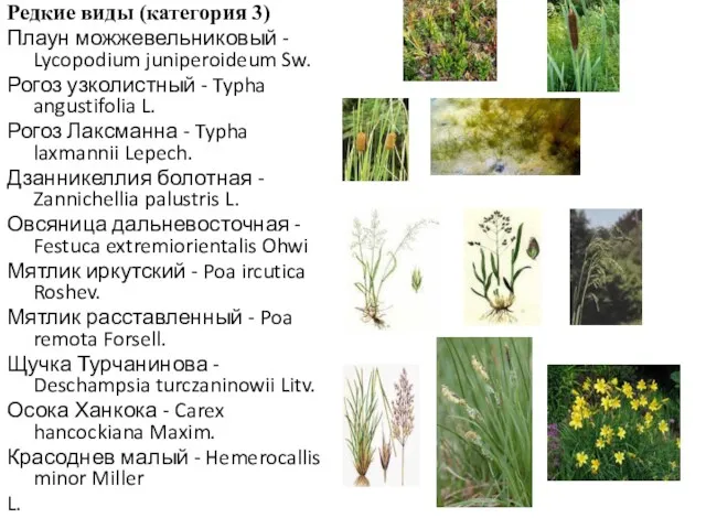 Редкие виды (категория 3) Плаун можжевельниковый - Lycopodium juniperoideum Sw.