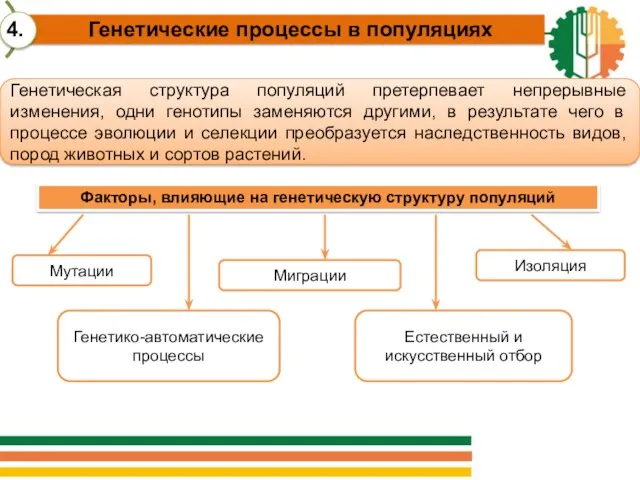 Мутации Естественный и искусственный отбор Изоляция Генетическая структура популяций претерпевает