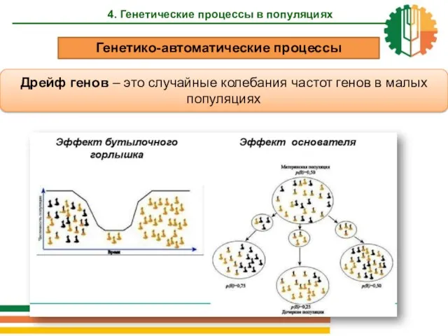 4. Генетические процессы в популяциях Дрейф генов – это случайные