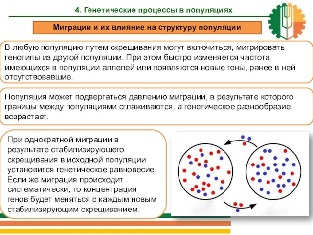 4. Генетические процессы в популяциях В любую популяцию путем скрещивания