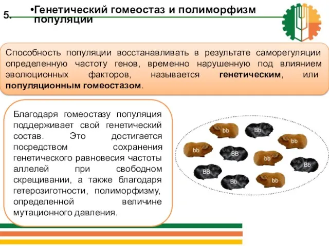 Способность популяции восстанавливать в результате саморегуляции определенную частоту генов, временно