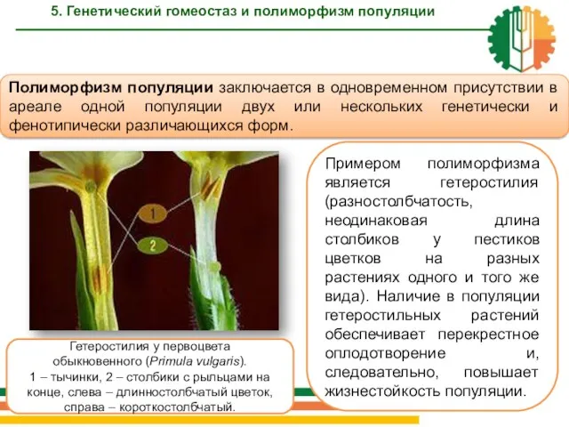 5. Генетический гомеостаз и полиморфизм популяции Полиморфизм популяции заключается в