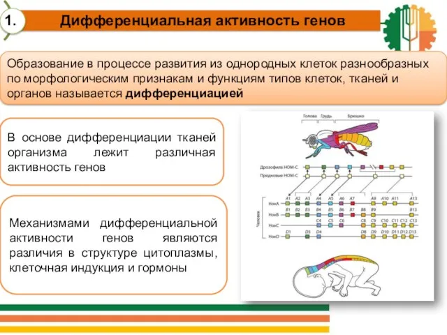 Образование в процессе развития из однородных клеток разнообразных по морфологическим