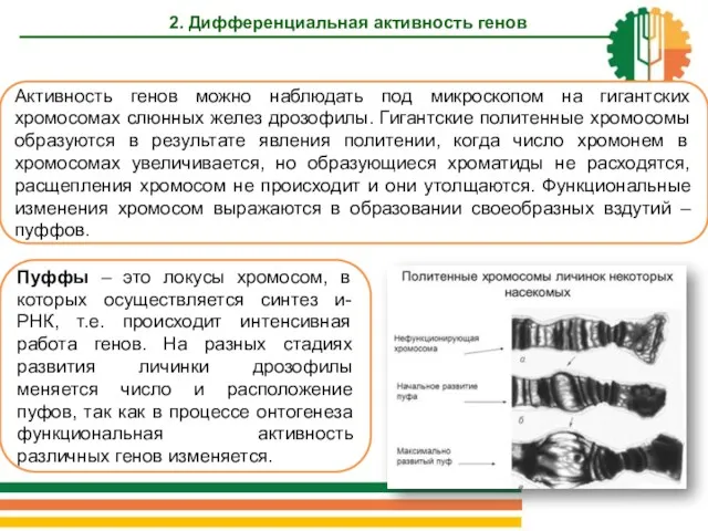 2. Дифференциальная активность генов Активность генов можно наблюдать под микроскопом