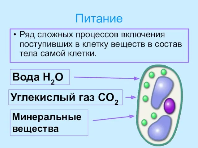 Питание Ряд сложных процессов включения поступивших в клетку веществ в