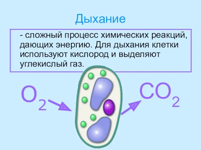 Дыхание - сложный процесс химических реакций, дающих энергию. Для дыхания