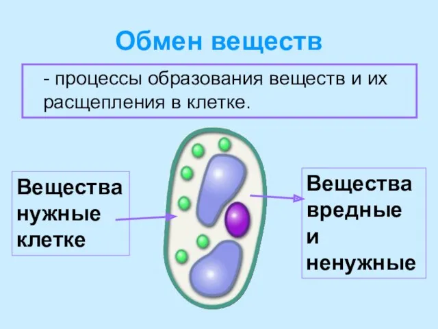 Обмен веществ - процессы образования веществ и их расщепления в