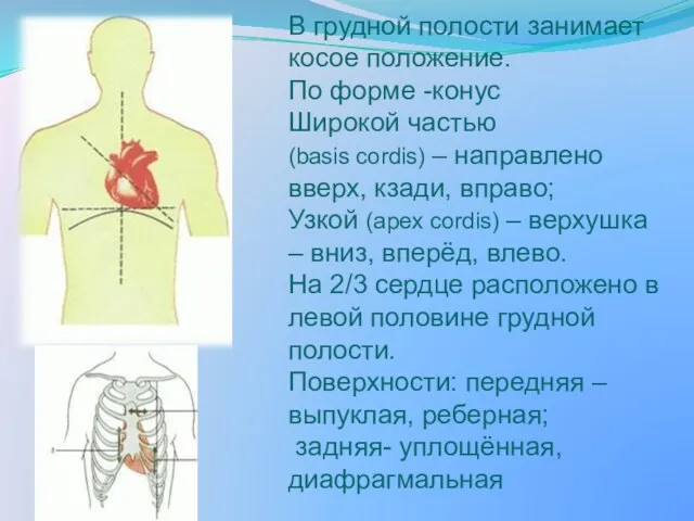 В грудной полости занимает косое положение. По форме -конус Широкой