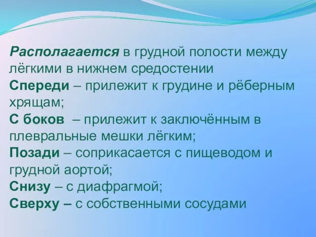 Располагается в грудной полости между лёгкими в нижнем средостении Спереди