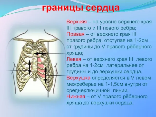 границы сердца Верхняя – на уровне верхнего края III правого