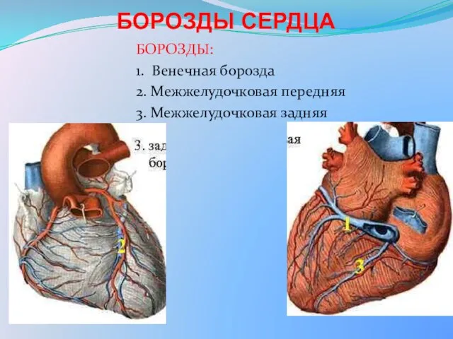 БОРОЗДЫ: 1. Венечная борозда 2. Межжелудочковая передняя 3. Межжелудочковая задняя БОРОЗДЫ СЕРДЦА