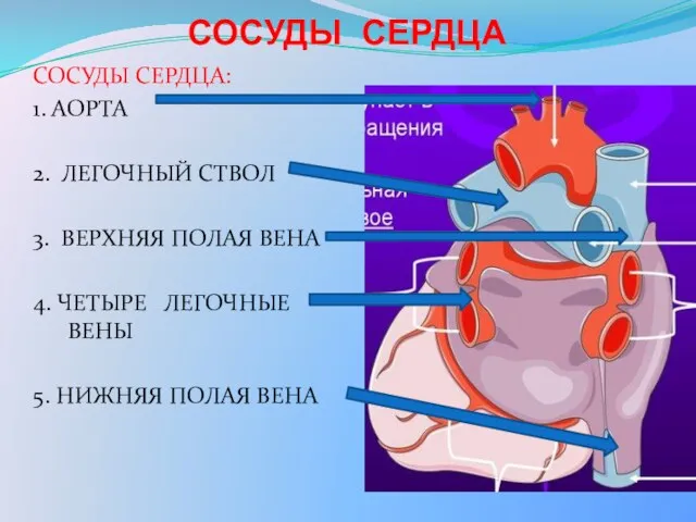 СОСУДЫ СЕРДЦА: 1. АОРТА 2. ЛЕГОЧНЫЙ СТВОЛ 3. ВЕРХНЯЯ ПОЛАЯ