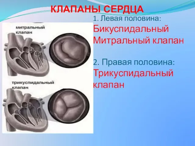 КЛАПАНЫ СЕРДЦА 1. Левая половина: Бикуспидальный Митральный клапан 2. Правая половина: Трикуспидальный клапан