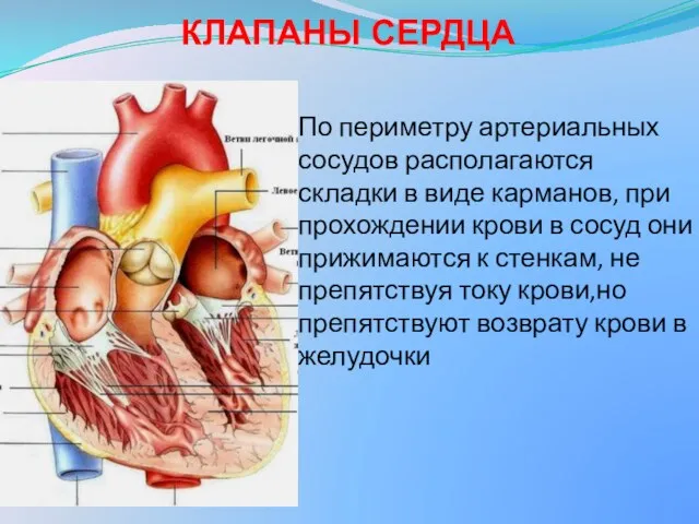 КЛАПАНЫ СЕРДЦА По периметру артериальных сосудов располагаются складки в виде