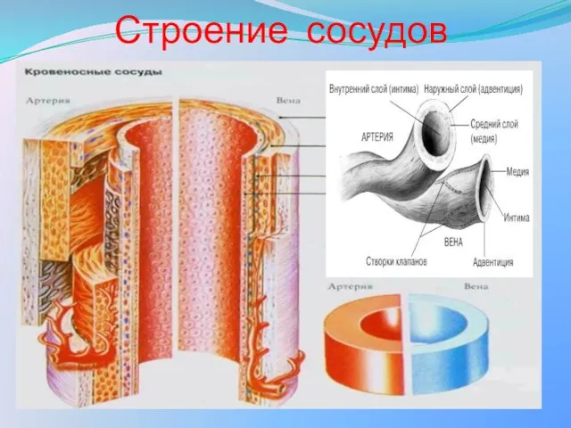 Строение сосудов