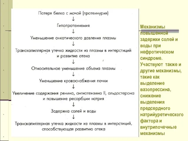 Механизмы повышенной задержки солей и воды при нефротическом синдроме. Участвуют