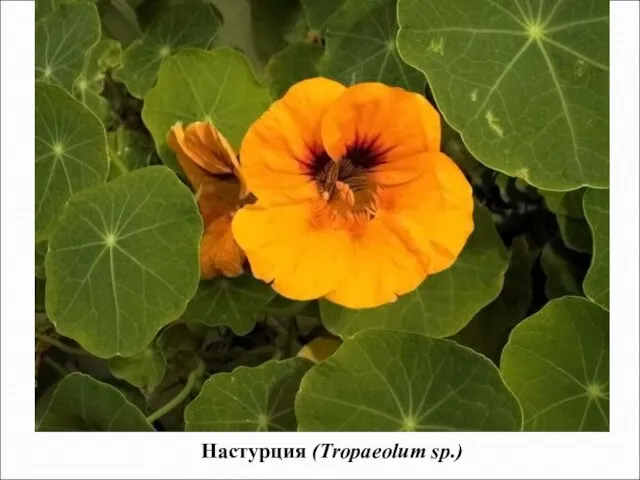 Настурция (Tropaeolum sp.)