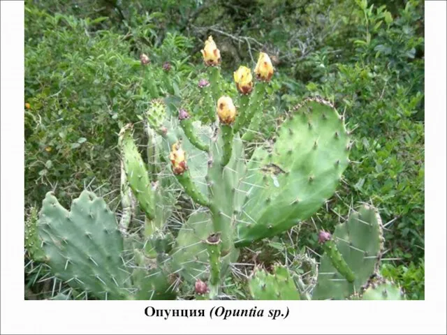 Опунция (Opuntia sp.)