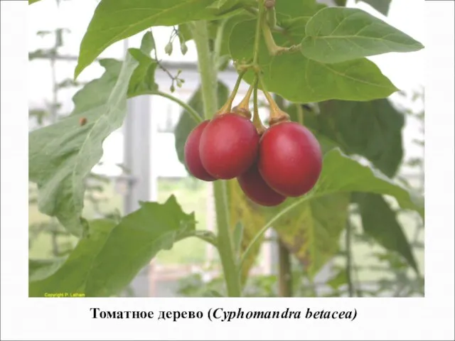 Томатное дерево (Cyphomandra betacea)