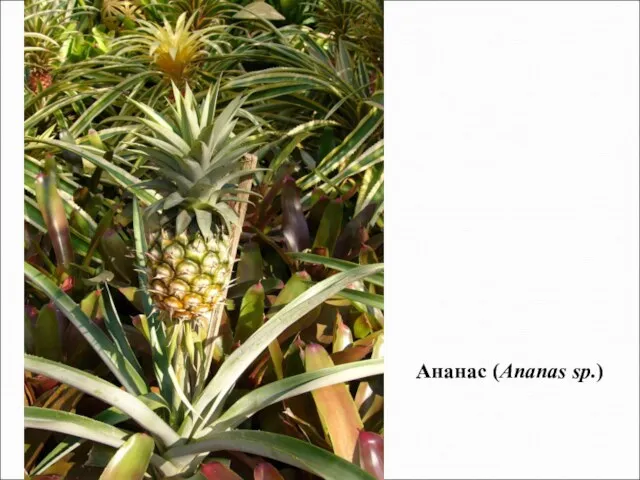 Ананас (Ananas sp.)