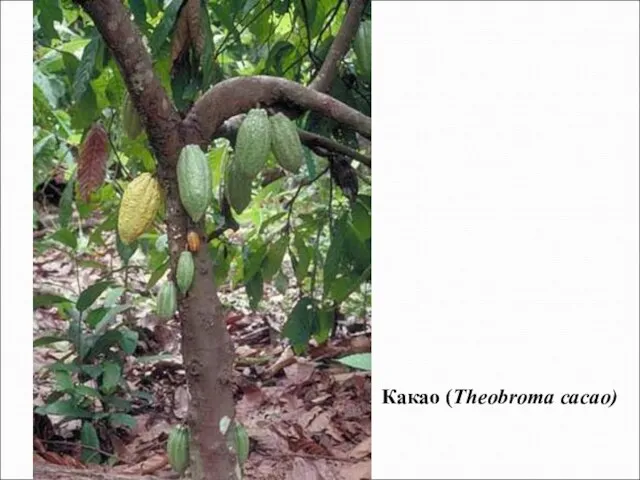 Какао (Theobroma cacao)