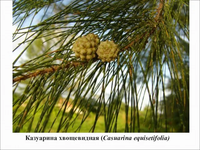 Казуарина хвощевидная (Casuarina equisetifolia)