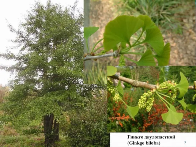 Гинкго двулопастной (Ginkgo biloba)