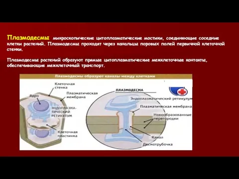 Плазмодесмы микроскопические цитоплазматические мостики, соединяющие соседние клетки растений. Плазмодесмы проходят