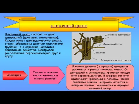 Клеточный центр состоит из двух центриолей (дочерняя, материнская). Каждая имеет