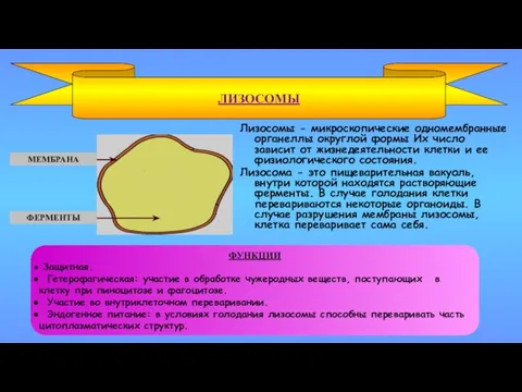 Лизосомы - микроскопические одномембранные органеллы округлой формы Их число зависит