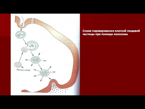Схема переваривания клеткой пищевой частицы при помощи лизосомы