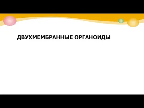 ДВУХМЕМБРАННЫЕ ОРГАНОИДЫ