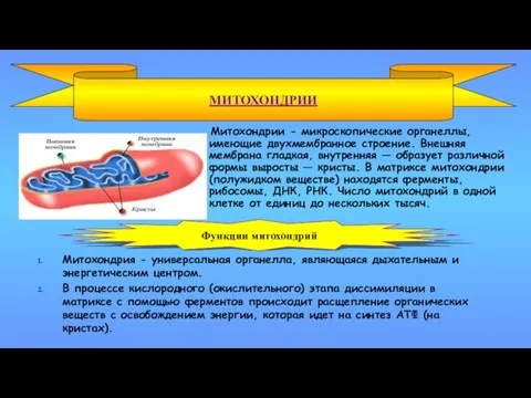 Митохондрии - микроскопические органеллы, имеющие двухмембранное строение. Внешняя мембрана гладкая,