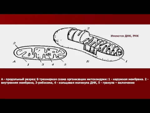 А - продольный разрез; Б трехмерная схема организации митохондрии: 1