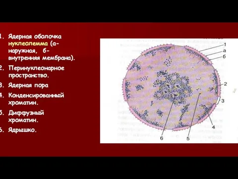 Ядерная оболочка нуклеолемма (а-наружная, б-внутренняя мембрана). Перинуклеонарное пространство. Ядерная пора Конденсированный хроматин. Диффузный хроматин. Ядрышко.