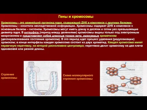 Хромосомы - это важнейший органоид ядра, содержащий ДНК в комплексе