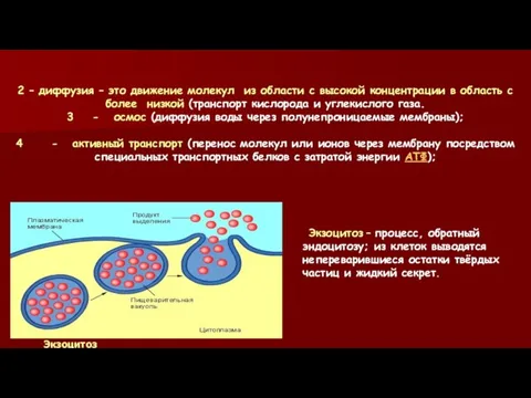 Экзоцитоз 2 – диффузия – это движение молекул из области