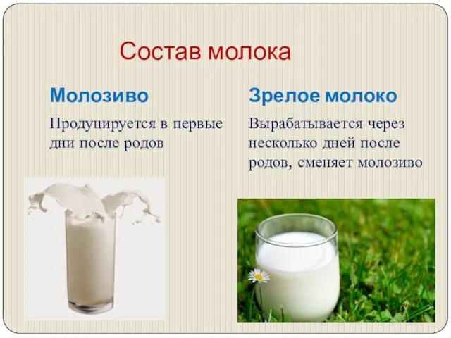 Состав молока Молозиво Зрелое молоко Продуцируется в первые дни после родов Вырабатывается через