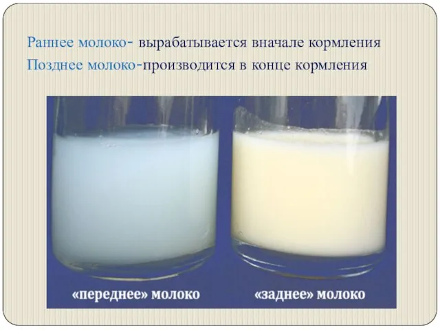Раннее молоко- вырабатывается вначале кормления Позднее молоко-производится в конце кормления