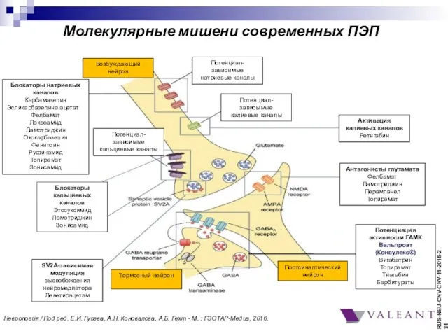 Молекулярные мишени современных ПЭП Потенциал-зависимые натриевые каналы Потенциал-зависымые калиевые каналы