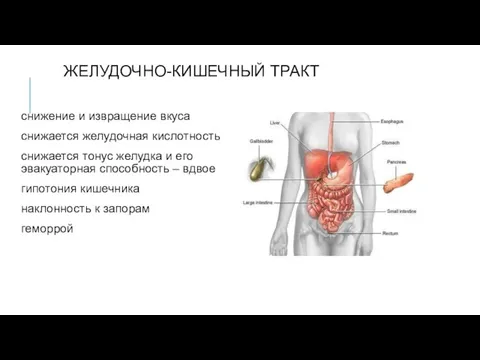 ЖЕЛУДОЧНО-КИШЕЧНЫЙ ТРАКТ снижение и извращение вкуса снижается желудочная кислотность снижается