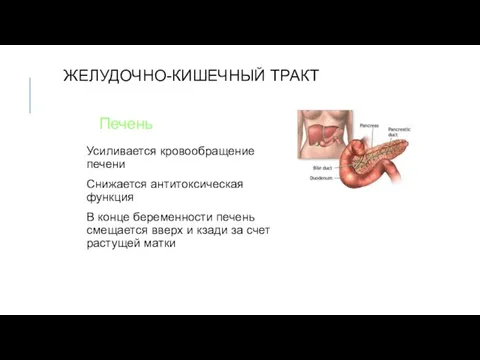 ЖЕЛУДОЧНО-КИШЕЧНЫЙ ТРАКТ Усиливается кровообращение печени Снижается антитоксическая функция В конце беременности печень смещается